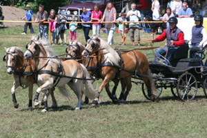 NORMA v. Aladin x Midas-Hanje - erfolgreichstes 8-jähriges MV-Fahrpony. Foto: Wego